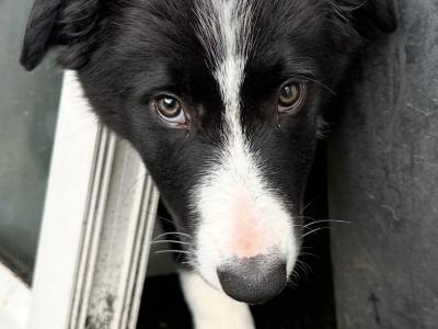 Border Collies in Galway
