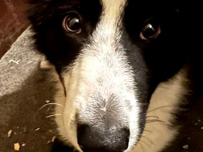 Border Collies in Galway
