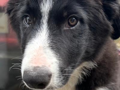 Border Collies in Galway