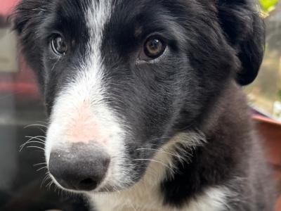 2 Male and 1 Female Border Collie puppies in Galway
