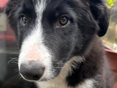 2 Male and 1 Female Border Collie puppies in Galway