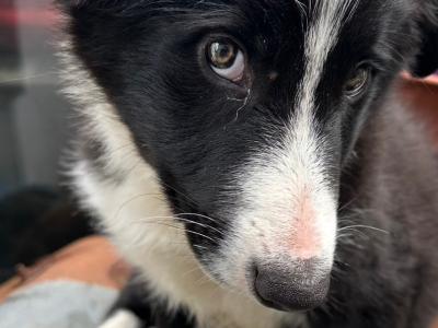 Border Collies in Galway