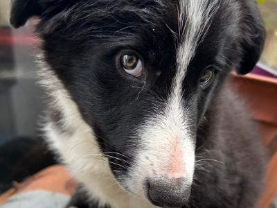 2 Male and 1 Female Border Collie puppies in Galway