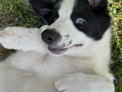 Border Collies in Galway