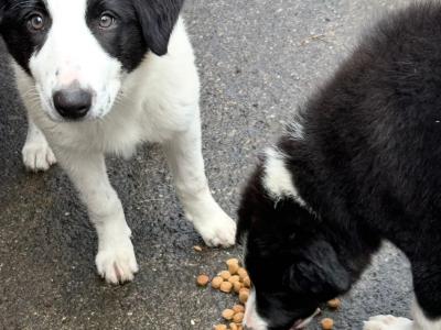Border Collies in Galway