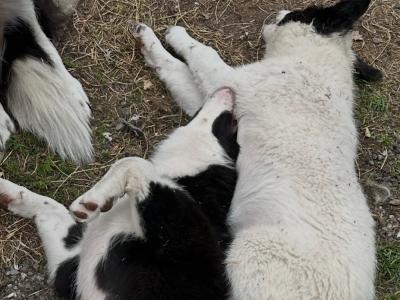 Border Collies in Galway