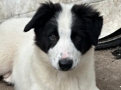 2 Males and 1 Female Border Collie puppies in Galway