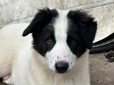 1 Male and 1 Female Border Collie puppies in Galway