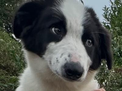 Border Collies in Galway