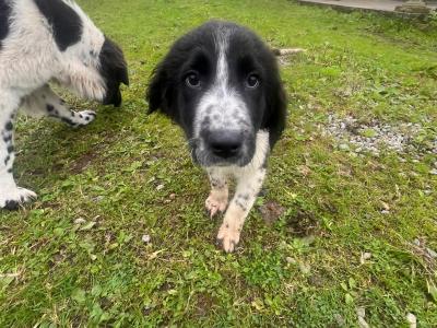 IKC Registered Newfoundland puppies in Longford