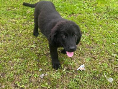 IKC Registered Newfoundland puppies in Longford