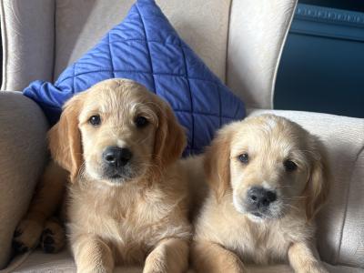 Two Golden Retriever puppies for sale in Offaly