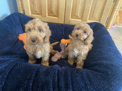 Golden Cockapoo puppies in Carlow