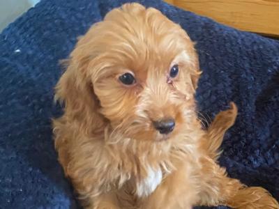 Golden Cockapoo puppies in Carlow