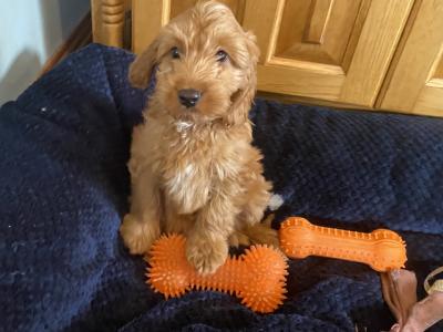 Golden Cockapoo puppies in Carlow