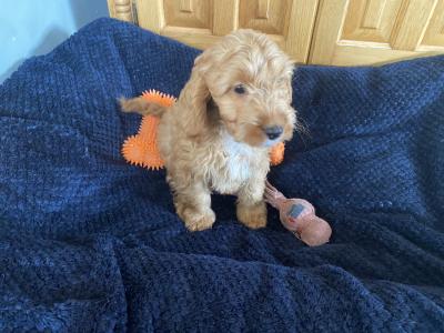 Golden Cockapoo puppies in Carlow