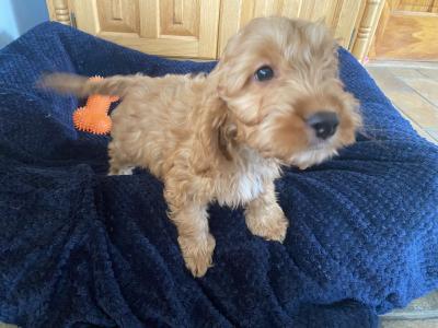Golden Cockapoo puppies in Carlow