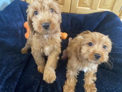 Golden Cockapoo puppies in Carlow