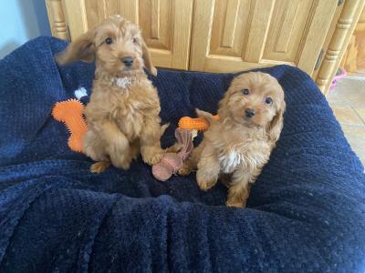 Golden Cockapoo puppies in Carlow