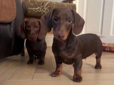 Miniature Dachshunds for sale in Monaghan