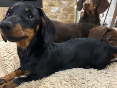 Miniature Dachshunds for sale in Monaghan