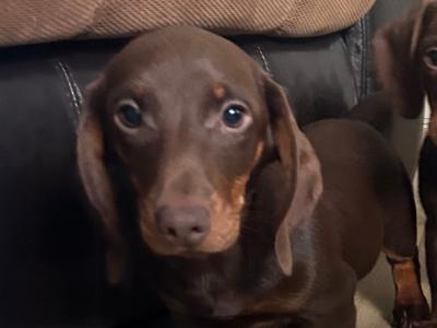 Miniature Dachshunds for sale in Monaghan