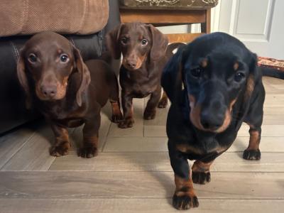 Miniature Dachshund puppies for sale in Monaghan