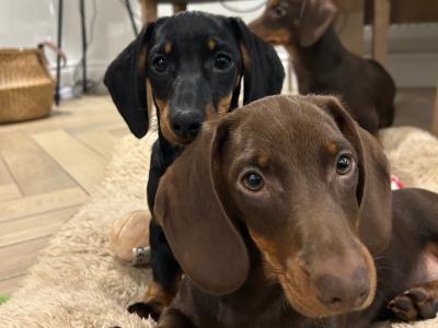 Miniature Dachshunds for sale in Monaghan