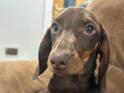 Miniature Dachshunds for sale in Monaghan