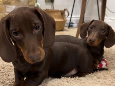 Miniature Dachshunds for sale in Monaghan