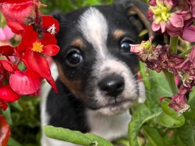 Miniature male Jack Russell puppy in Fermanagh