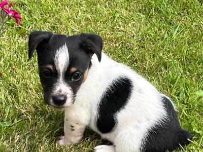 Miniature male Jack Russell puppy in Fermanagh
