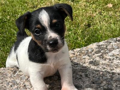 Miniature male Jack Russell puppy in Fermanagh