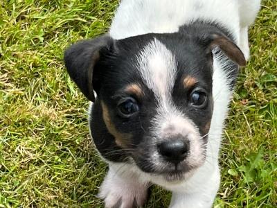 Miniature male Jack Russell puppy in Fermanagh