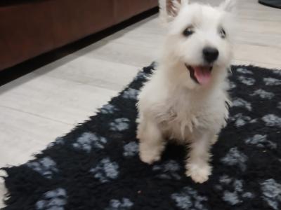 Female West Highland Terrier puppy in Westmeath
