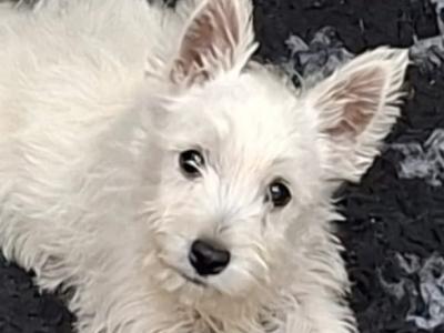 Female West Highland Terrier puppy in Westmeath