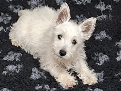 Female West Highland Terrier puppy in Westmeath