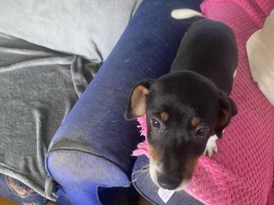 Jack Russell puppies in Kerry