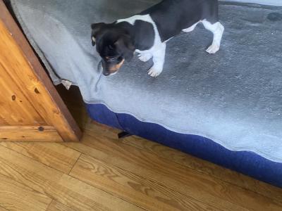 Jack Russell puppies in Kerry