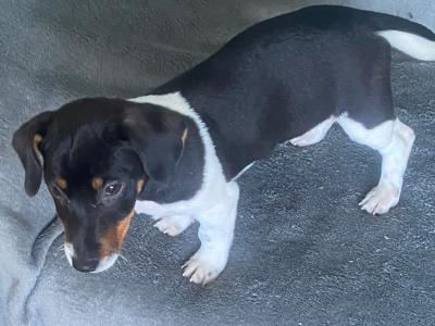 Jack Russell puppies in Kerry