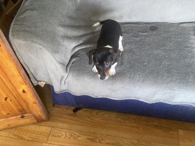 Jack Russell puppies in Kerry