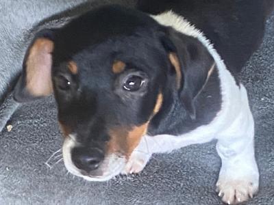 Jack Russell puppies in Kerry