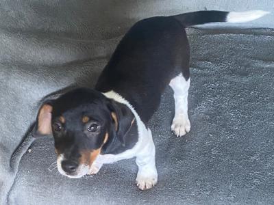 Jack Russell puppies in Kerry