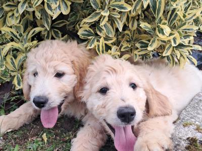 Goldendoodle puppies for sale in Tipperary