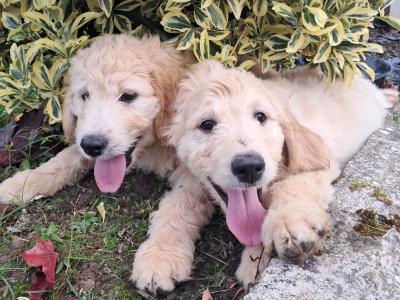 Goldendoodle puppies for sale in Tipperary