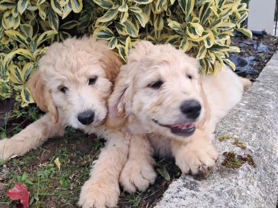 Goldendoodle puppies for sale in Tipperary