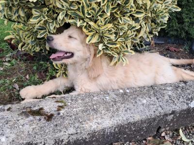 Goldendoodle puppies for sale in Tipperary