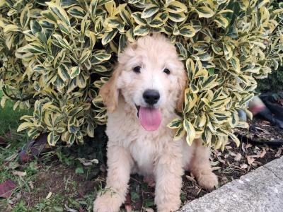 Goldendoodle puppies for sale in Tipperary
