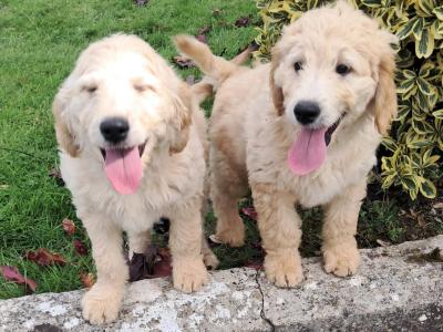 Goldendoodle puppies for sale in Tipperary
