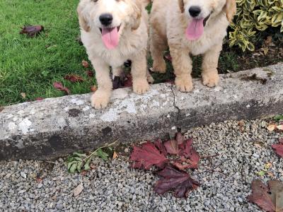 Goldendoodle puppies for sale in Tipperary